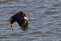 Bald Eagle fresh catch