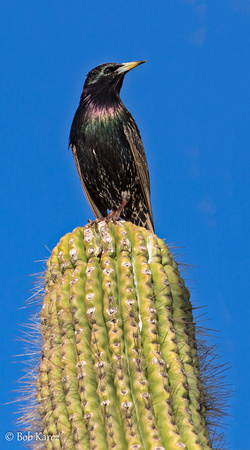 Grackle on Suguarro Cactus