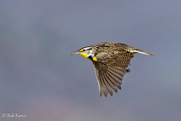 meadowlark in flight
