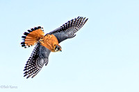 Male American kestrel in flight