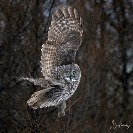 Great Gray Owl launching