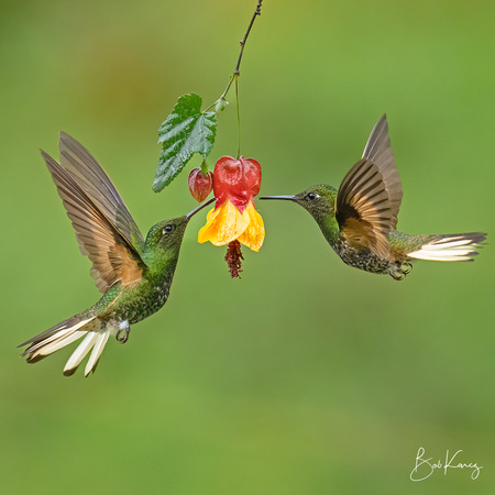 Buff-tailed Coronet Hummingbirds