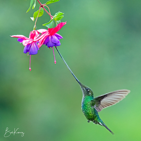 Sword-billed Hummingbird