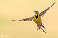Meadowlark taking flight