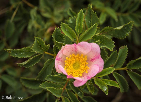 Prickly Rose
