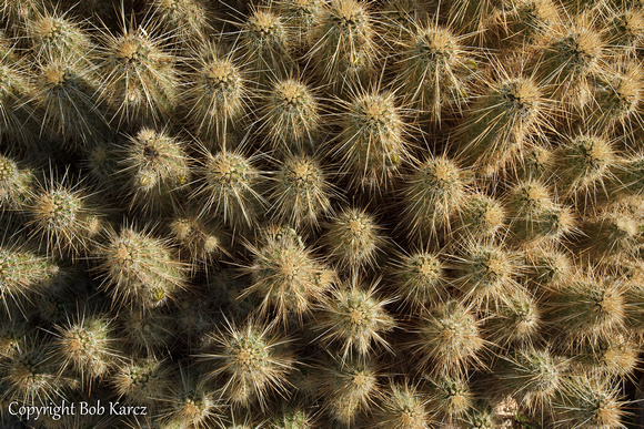 gateway cactus trail- Scottsdale