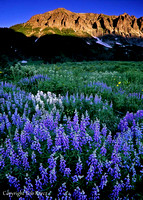 Lupine field sunrise Gothic Rd.- Crested Butte