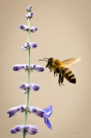 Honey bee in mid air