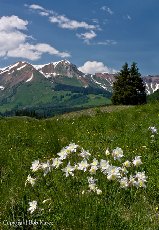 Columbines at Crested Butte
