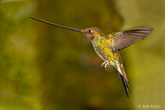 Swordbill Hummingbird