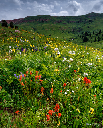 Crested Butte Wildflowers