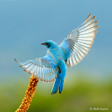 Gorgeous Bluebird!