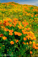 Mexican poppies Antelope Valley, CA