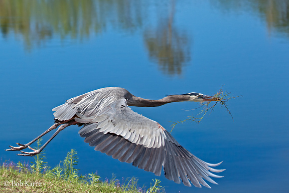 Great Blue Heron Building the nest