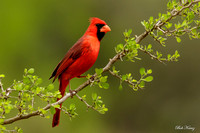 Northern Cardinals