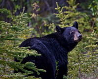 Black Bear Sow- Alberta