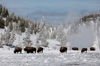 Hot springs steam and Bison