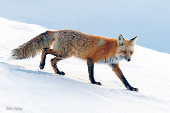 Stalking Fox