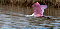 Roseate Spoonbill in flight
