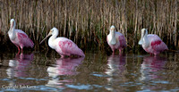 Roseate Spoonbills Hanging out