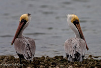 Brown Pelicans not talking