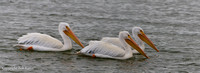 White Pelicans cruising