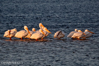 White Pelicans sunrise- Sanibel