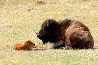Mom and newborn Bison Calf