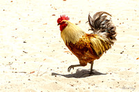 Rooster strutting his stuff!