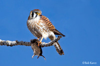 Kestrel with mouse for Lunch