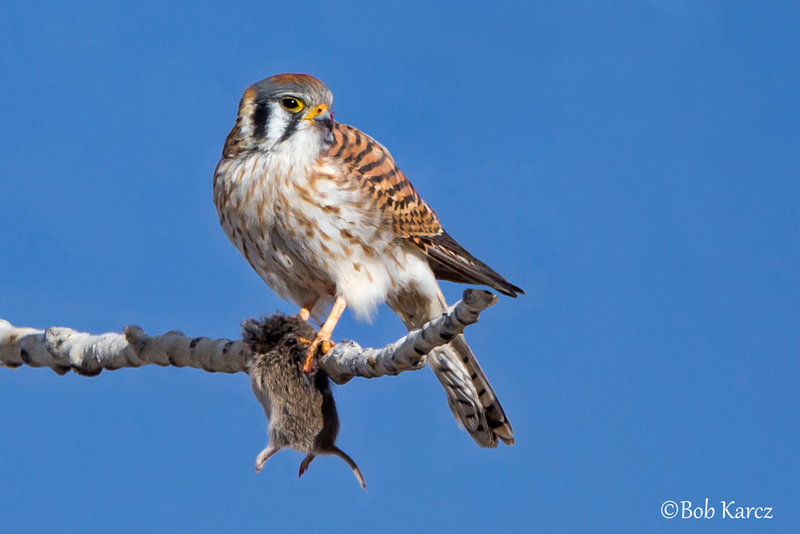 osprey falcon