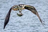 Osprey with fresh catch!