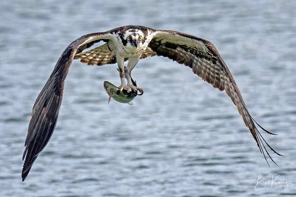 Osprey with fresh catch!