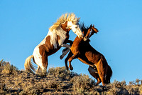 Wild Horses of Sand Wash Basin