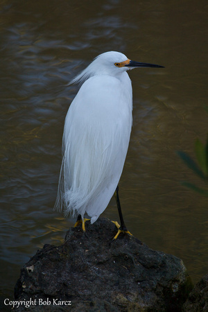 Snowy Egret Ding Darlings Reserve