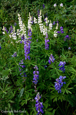 White & purple Lupine