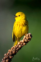 Yellow Warbler singing his tune!