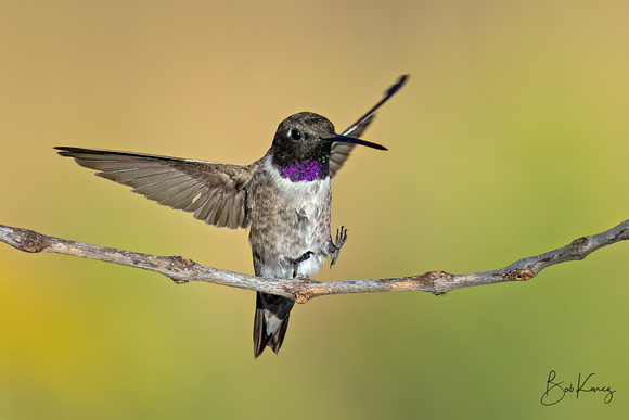 Black chinned hummer
