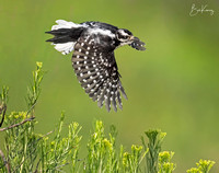 Woodpeckers