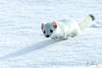 Ermine on the Hunt