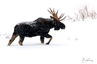 Bull Moose on the Move