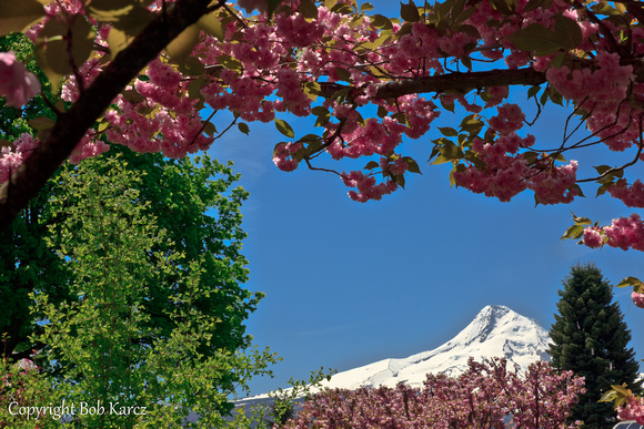 Apple Blossoms Mt. Hood