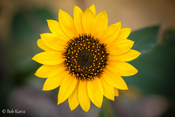 Prarie Sunflower