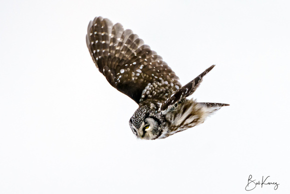 Boreal Owl Hunting