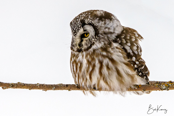Boreal Owl looking for Lunch