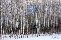 Cold Birch Trees