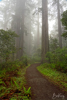 Pathway into the foggy redwoods