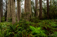 Redwood National park