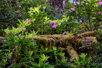 Rhodies with moss  covered tree