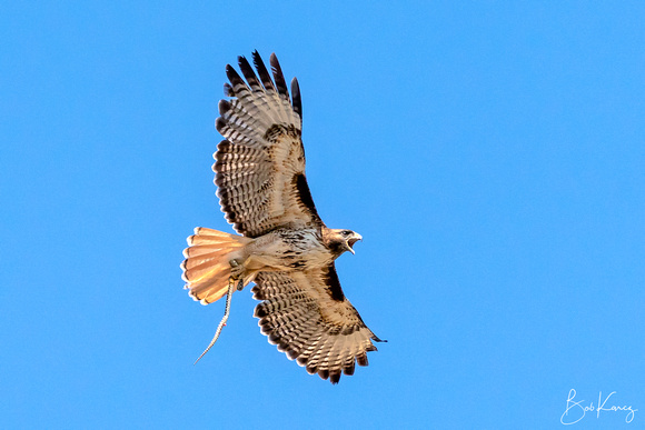 Red-tail with a Bull snake
